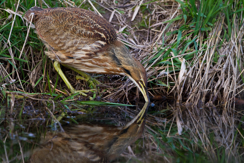 American Bittern Fishing